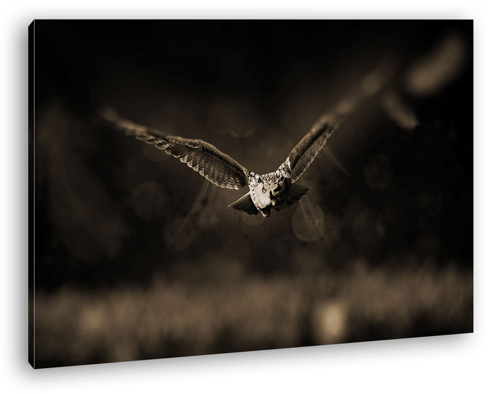 atemberaubende Eule auf der Jagd Format: 80x60 Effekt: Sepia als Leinwandbild, Motiv fertig gerahmt