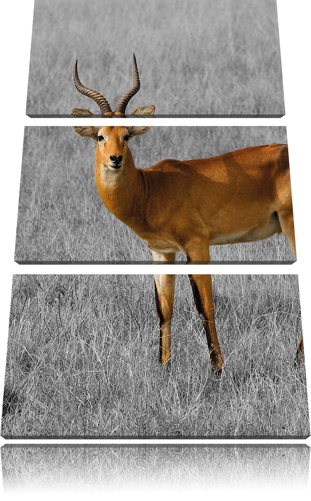 Pixxprint Dorkasgazelle im trockenen Gras als Leinwandbild/Grösse: 3 Teilig (120x80) cm/Wandbild/Kun