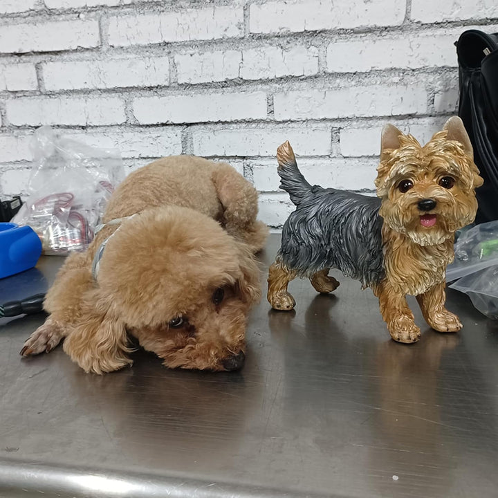 WANLIAN Yorkshire Terrier Statue,handbemalte Figur geeignet für den Innen,und Aussenbereich,frostbes