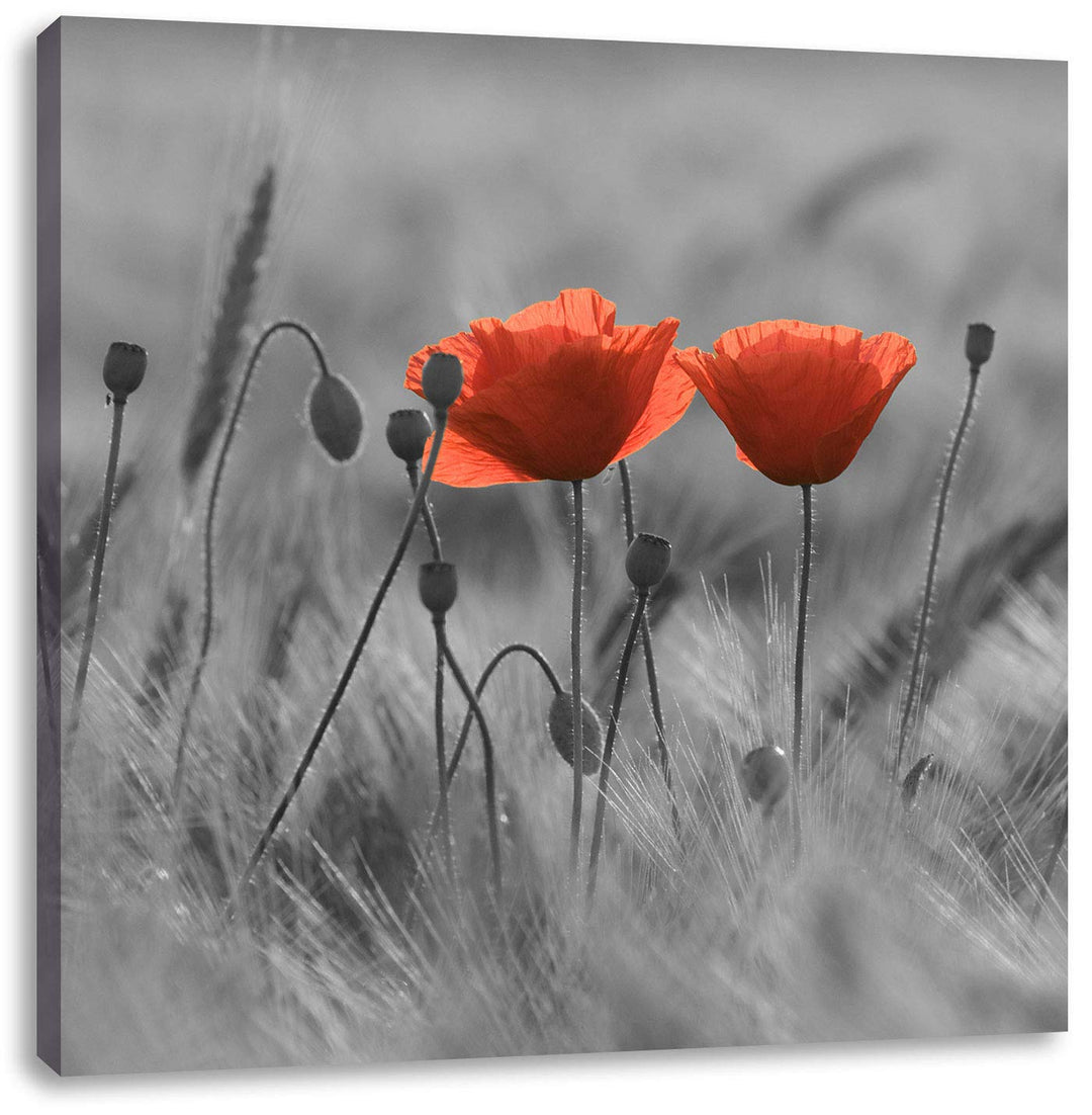 Pixxprint Mohnblumen auf einem Feld schwarz/weiss, Format: 70x70 auf Leinwand, 70x70