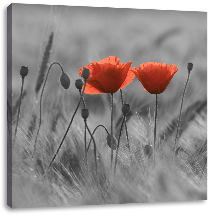 Pixxprint Mohnblumen auf einem Feld schwarz/weiss, Format: 70x70 auf Leinwand, 70x70