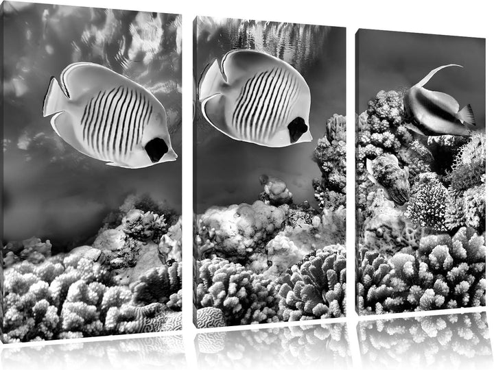 Pixxprint Tropen Fische als Leinwandbild/Grösse: 3 Teilig (120x80) cm/Wandbild/Kunstdruck/fertig bes