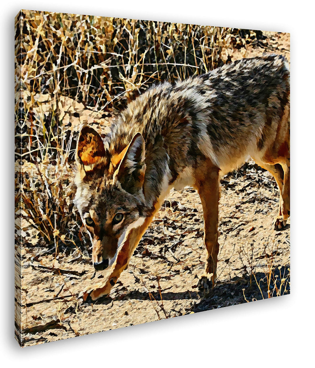 deyoli Fixierter Wolf in Wüstenlandschaft Format: 70x70 Effekt: Zeichnung als Leinwandbild, Motiv au