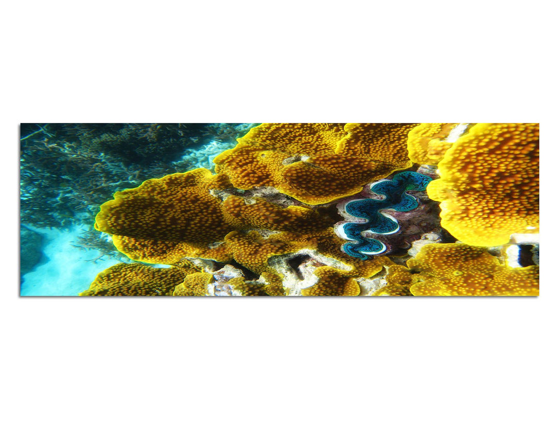 Paul Sinus Art Panoramabild auf Leinwand und Keilrahmen 120x40cm Australien Ozean Korallenriff Unter