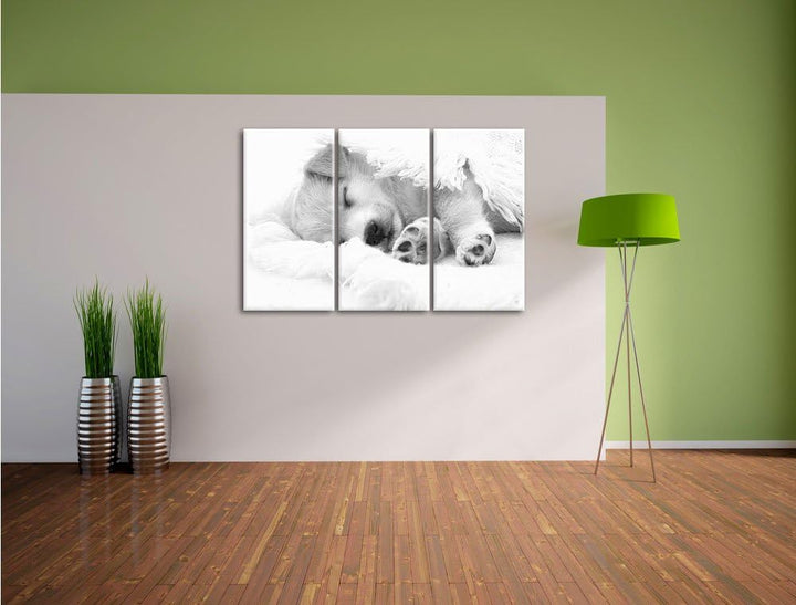 Pixxprint Welpe als Leinwandbild/Grösse: 3 Teilig (120x80) cm/Wandbild/Kunstdruck/fertig bespannt