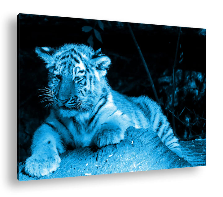 deyoli kleiner verschlafener Tiger Format 80x60 Effekt: Monocrome Blau als Leinwandbild, Motiv ferti