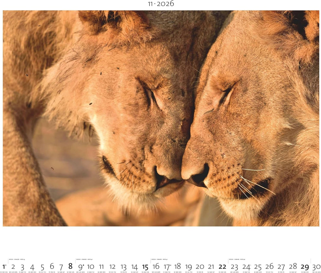 Palazzi - Hautnah – Afrikas Wildnis 2026 – Wandkalender 60×50 cm mit 12 Tierfotografien, Poster-Kale