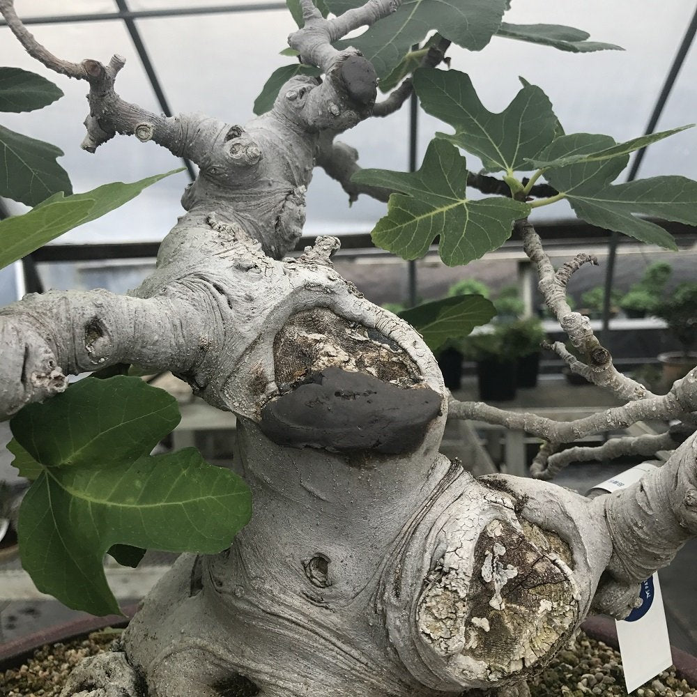 Japanischer Mastix, Heilpaste speziell für Bonsai-Laubbäume, 160 g