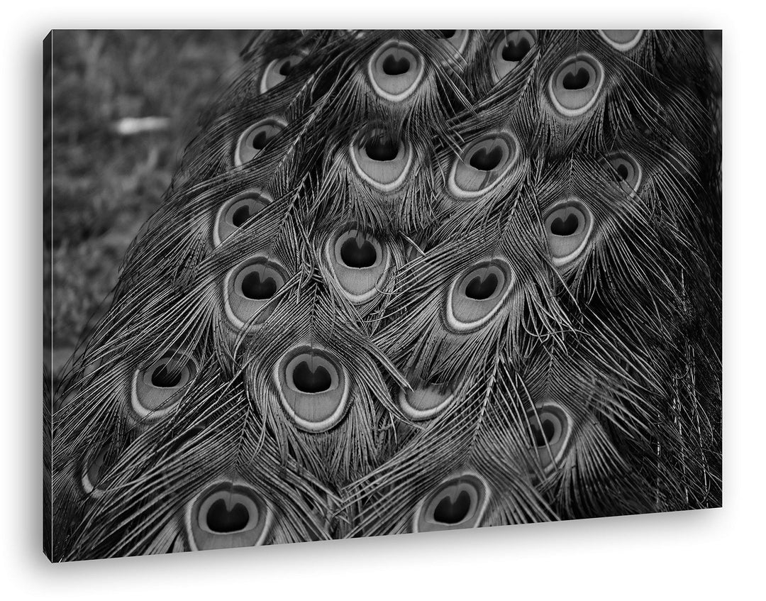 deyoli Pfauenfedern Format: 100x70 Effekt: Schwarz&Weiss als Leinwandbild, Motiv fertig gerahmt auf