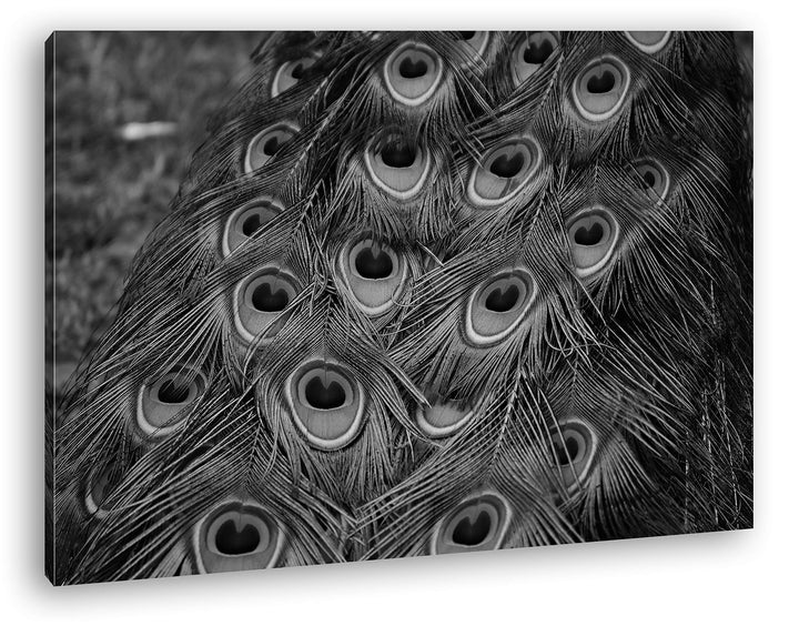 deyoli Pfauenfedern Format: 100x70 Effekt: Schwarz&Weiss als Leinwandbild, Motiv fertig gerahmt auf