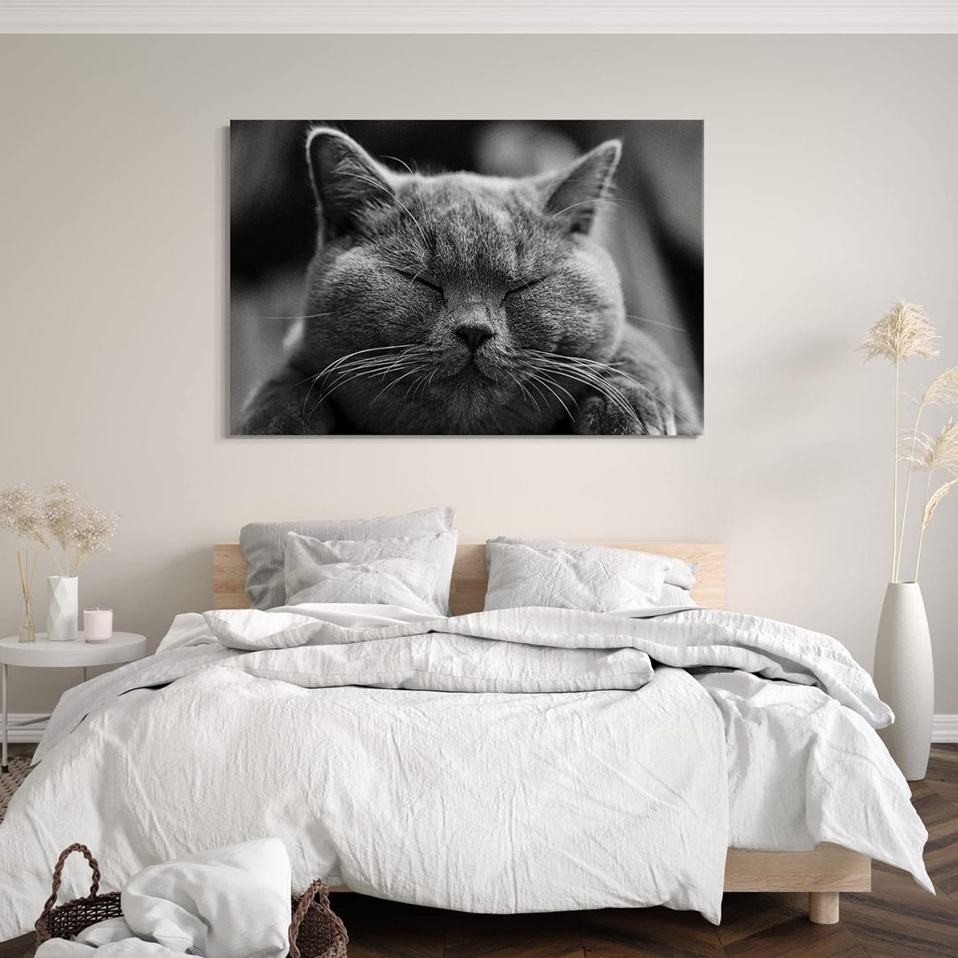 Leinwand (80x60cm): Katze dunkelgrau Katzenbilder Tierbilder 80x60 cm, 80x60 cm