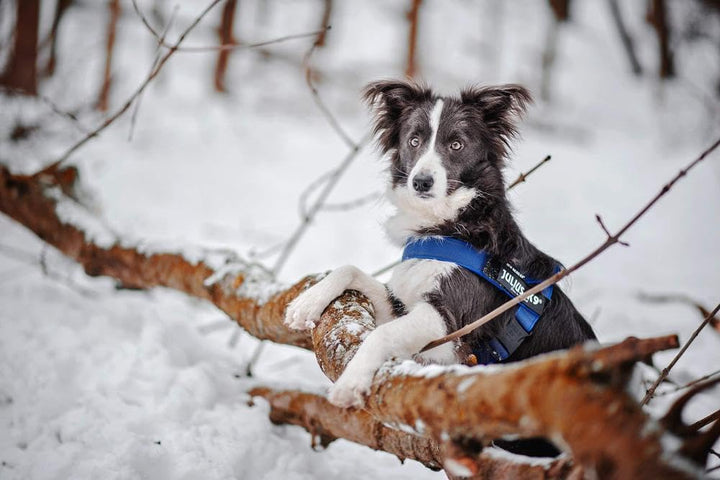 Julius-K9, Color & Gray, Beltgeschirr L / 1 blau-grau, L / 1 blau-grau