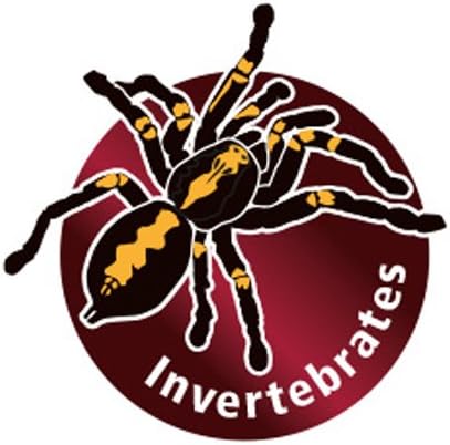 Hobby 34076 Terrano Kalzium, ocker, Durchmesser 2-3 mm, 25 kg 25 kg ocker, 25 kg ocker