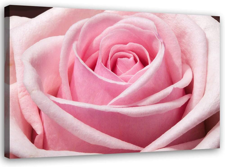 Feeby Bild auf Leinwand Blume Kunstdruck modern Rose Rosa 80x60 cm M14557 80x60 cm, M14557 80x60 cm