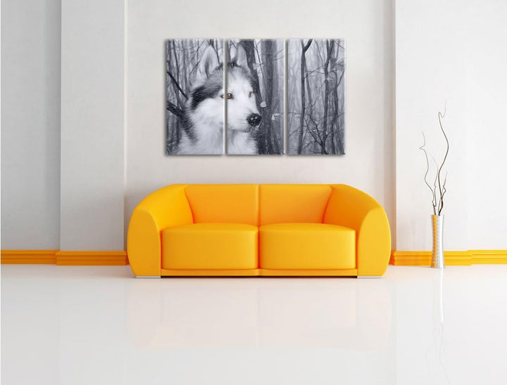 Pixxprint Wachsamer Husky als Leinwandbild/Grösse: 3 Teilig (120x80 cm) cm/Wandbild/Kunstdruck/ferti