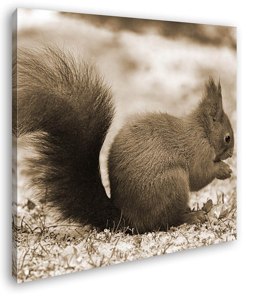 deyoli kleines Eichhörnischen Format: 70x70 Effekt: Sepia als Leinwandbild, Motiv fertig gerahmt auf
