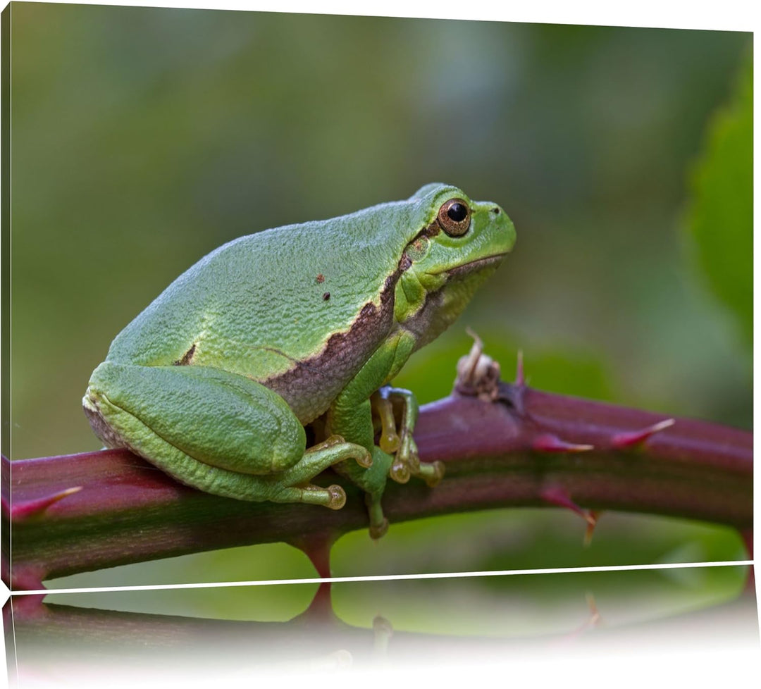 kleiner Frosch auf Dornenast Leinwand, XXL riesige Bilder fertig gerahmt mit Keilrahmen, Kunstdruck