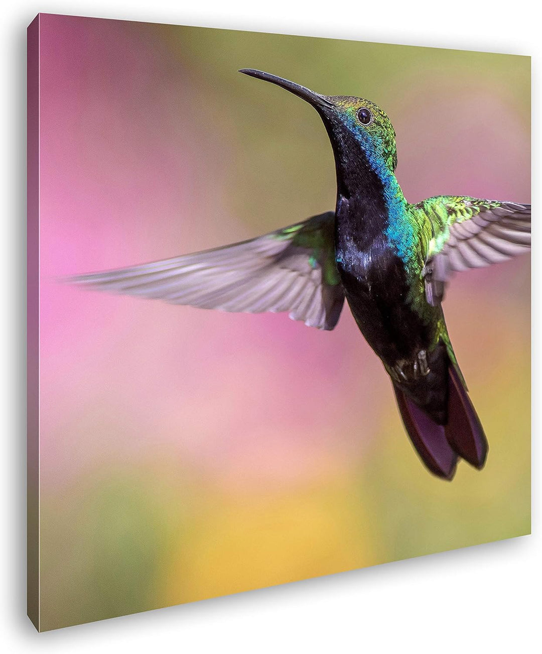 deyoli flinker Kolibri Format: 60x60 als Leinwand, Motiv fertig gerahmt auf Echtholzrahmen, Hochwert