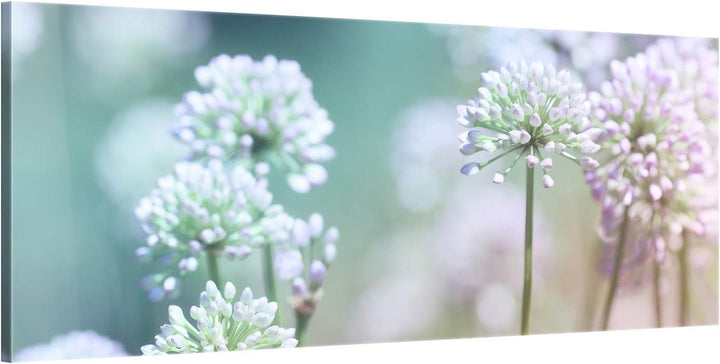 ge Bildet Bild auf Leinwand | Flowering Onion in 100x40 cm als Panorama Wandbild | Wand-deko Dekorat