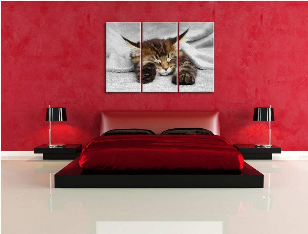 Pixxprint schlafende Katze mit grossen Ohren als Leinwandbild | Grösse: 3 Teilig (120x80) | Wandbild