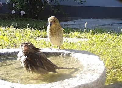 Gebrüder Lomprich Vogelbad aus Granit in Schalenform (ohne Vögele), ohne Vögele