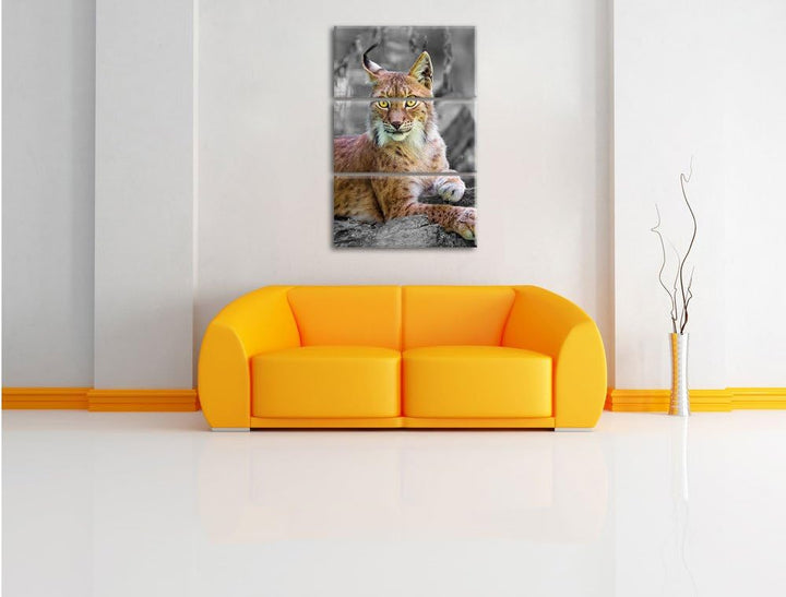 Pixxprint hübscher aufmerksamer Luchs / 3-Teilig/Gesamtmass 120cm Leinwandbild bespannt auf Holzrahm