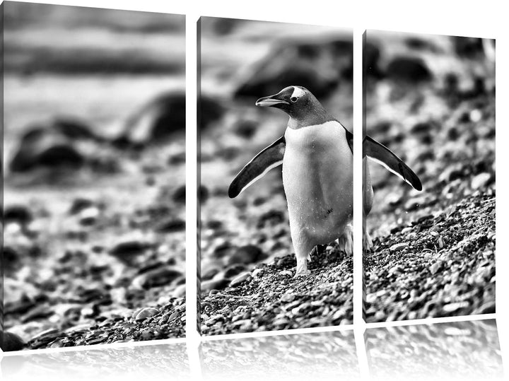 Pinguine als Leinwandbild | Grösse: 3 Teilig (120x80) | Wandbild| Kunstdruck | fertig bespannt