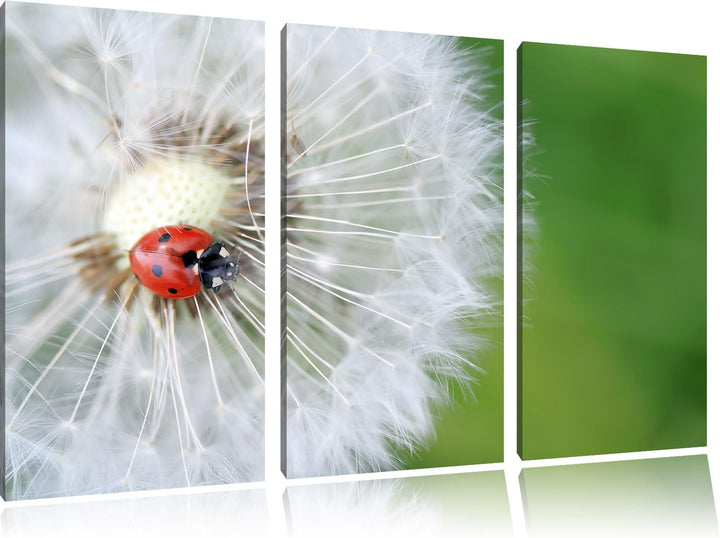 Pixxprint Marienkäfer auf einem Löwenzahn / 3-Teilig/Gesamtmass 120cm Leinwandbild bespannt auf Holz