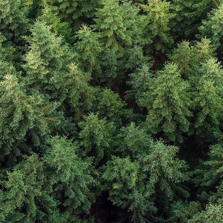 Feeby Leinwandbild 5 Teilig Landschaft Bild Wanddeko Wald Bäume Fichten grün 200x100 cm Leinwandbild