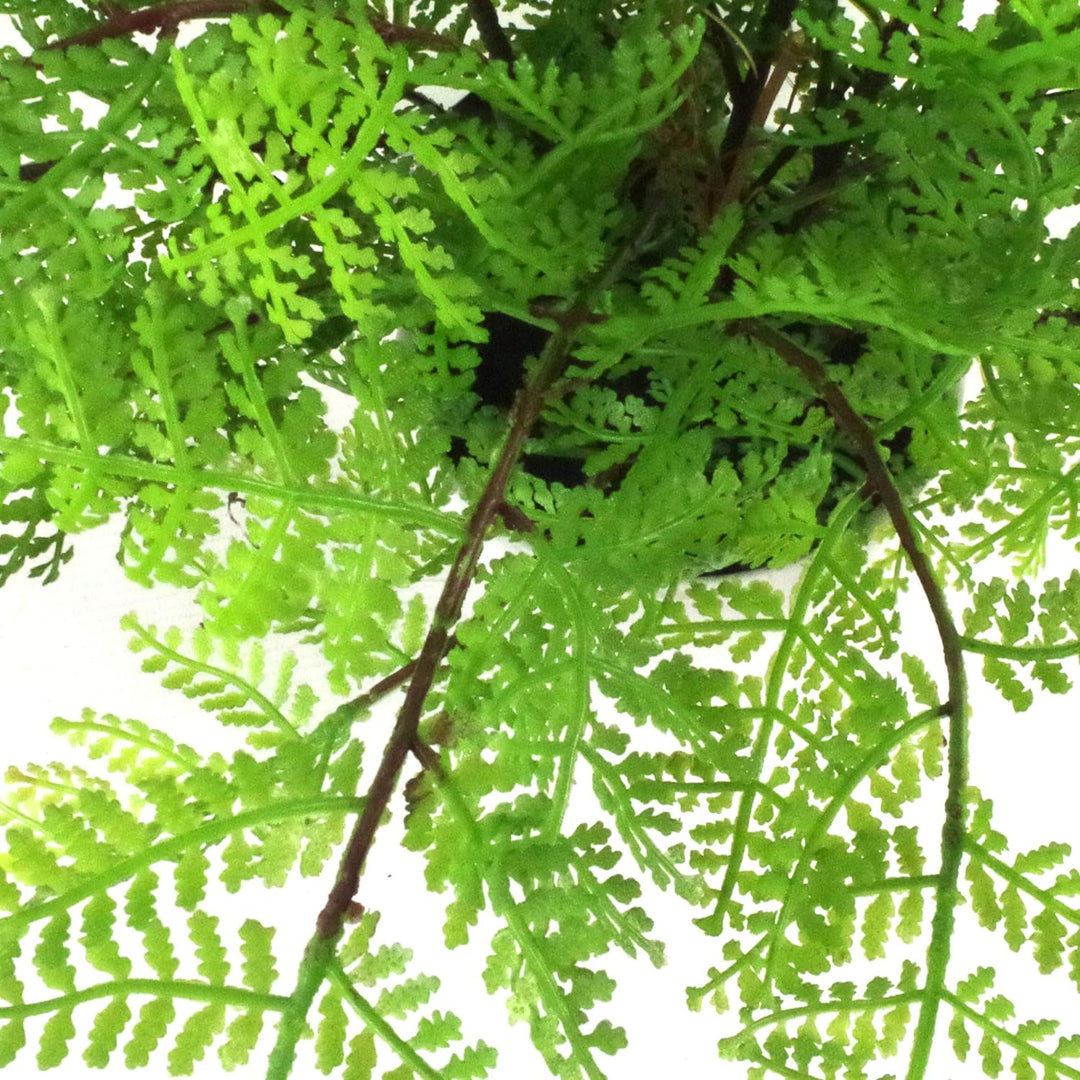Leaf Mini-Farn Künstlicher Damenfarn in Topfform, 30 cm (Athyrium Filix-Femina), Kunststoff, Lady Fe