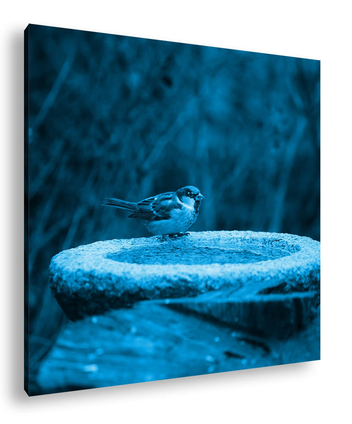 deyoli Spatz an Einer Wassertränke Format: 70x70 Effekt: Zeichnung als Leinwandbild, Motiv auf Echth