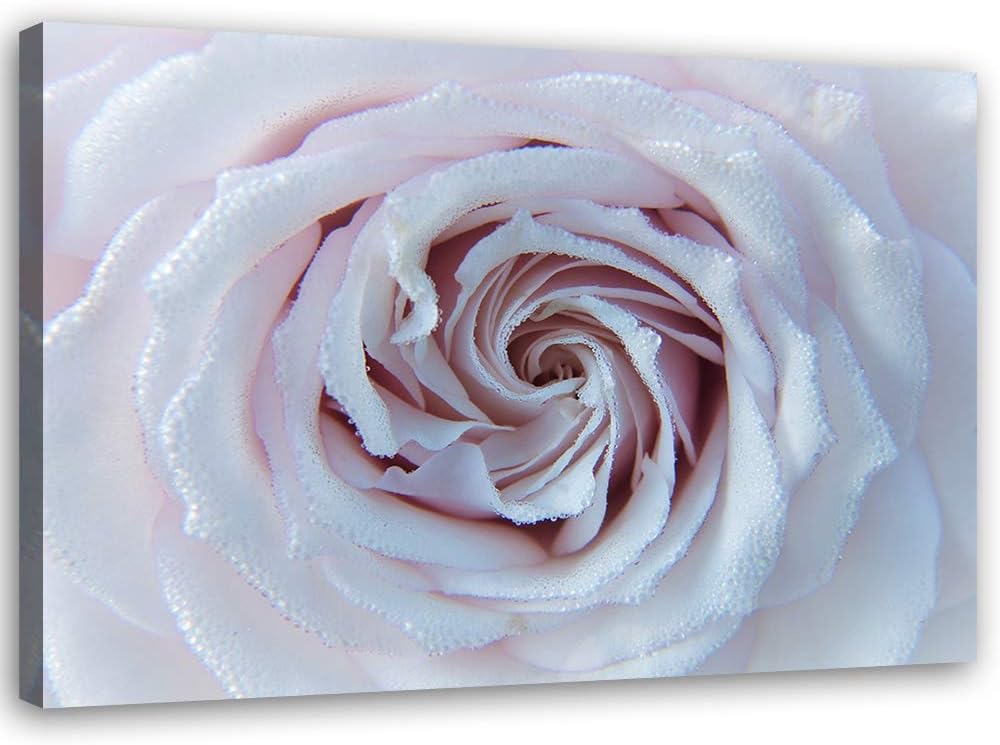 Leinwandbild XXL Rose Wandbild Kunst für Wohnzimmer Weiss 120x80 cm M14573 120x80 cm, M14573 120x80