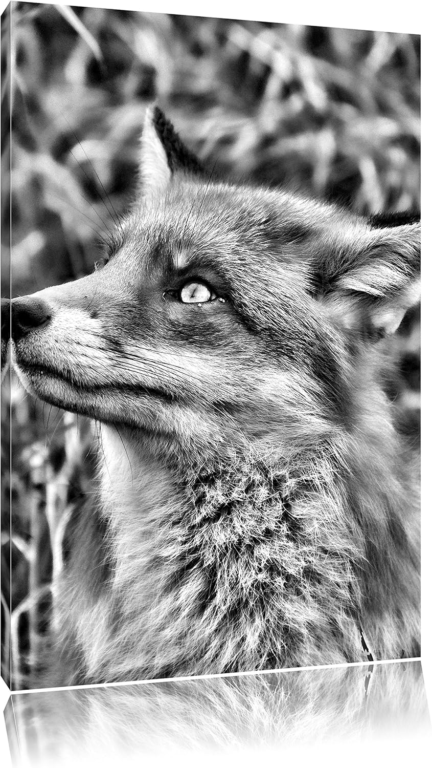 Pixxprint Fuchs auf Wiese als Leinwandbild/Grösse: 100x70 / Wandbild/Kunstdruck/fertig bespannt, 100