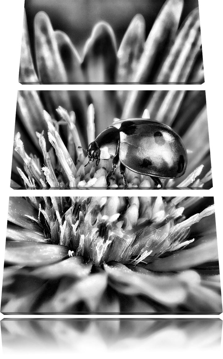 Pixxprint Marienkäfer auf Blume als Leinwandbild/Grösse: 3 Teilig (120x80) cm/Wandbild/Kunstdruck/fe
