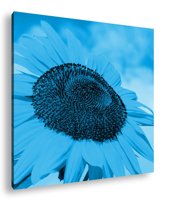deyoli edle Sonnenblume Format: 70x70 Effekt: Monocrome Blau als Leinwandbild, Motiv fertig gerahmt