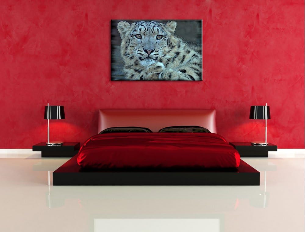 Pixxprint scheuer Schneeleopard auf Leinwand, XXL riesige Bilder fertig gerahmt mit Keilrahmen, Kuns
