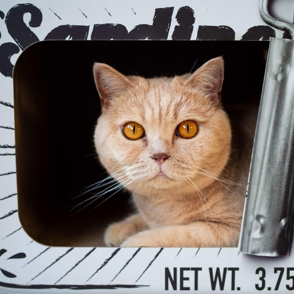 District 70 Sardine - Kratzmöbel für Katzen aus Wellpappe - 60 x 30 x 30 cm (Einheitsgrösse) - Weiss