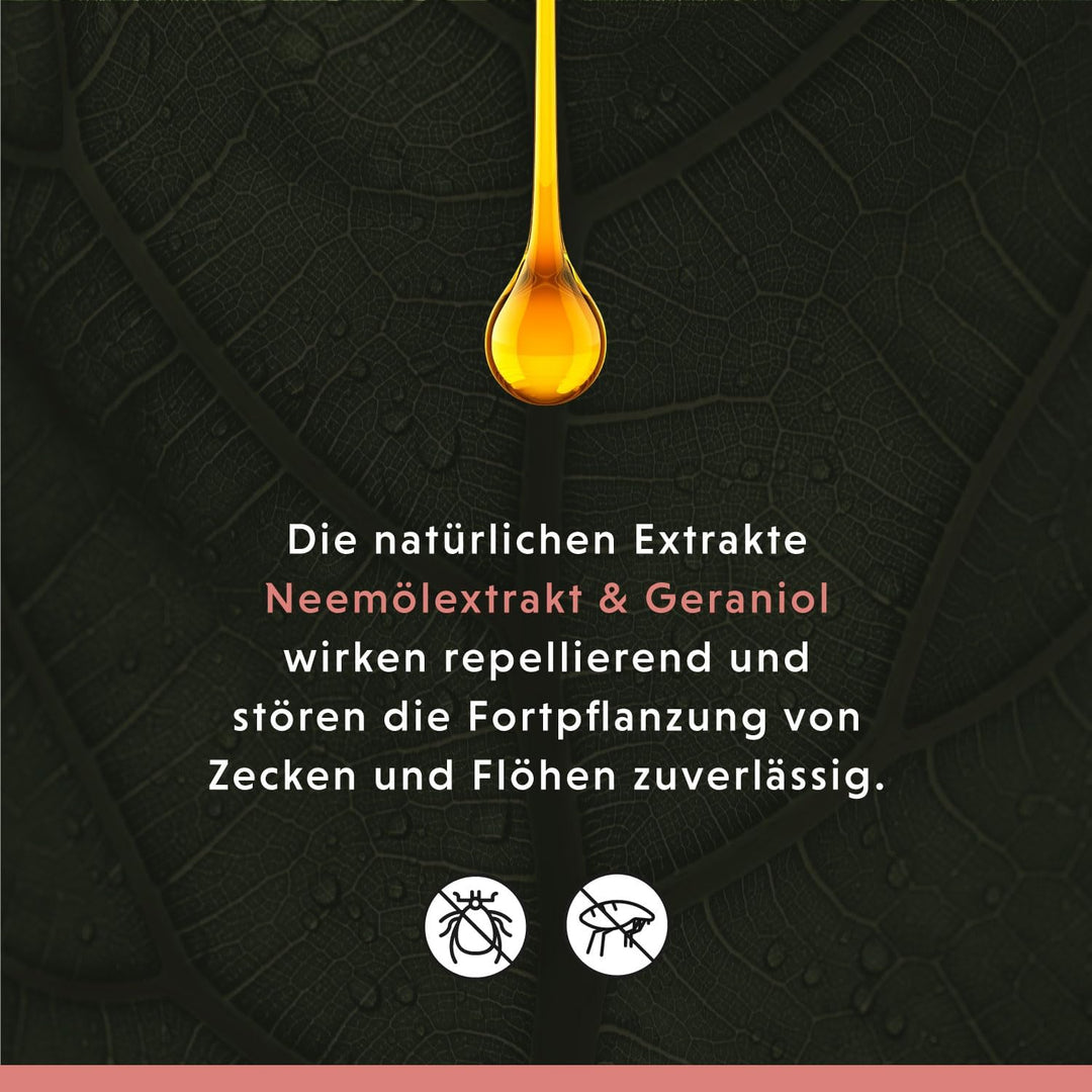 Annimally Anti Zecken und Flohshampoo Hund - Shampoo gegen Zecken, Flöhe &amp; Milben für Hunde - Hundes