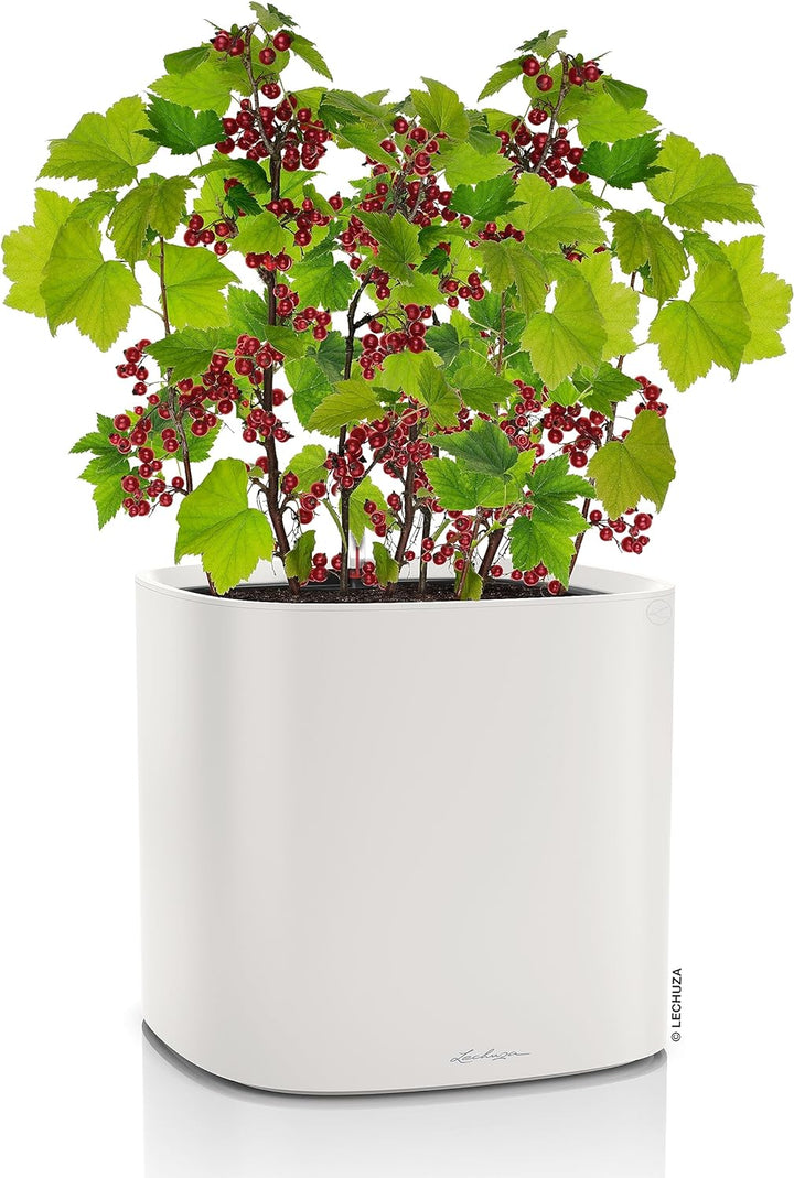 LECHUZA PILA Color Planter lichtgrau 15904 35x35x33 cm Lichtgrau, 35x35x33 cm Lichtgrau
