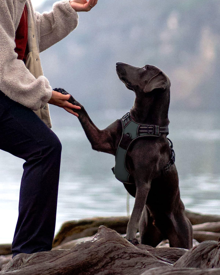 Joytale Anti-Zug Hundegeschirr für grosse Hunde, Grau, L | Perfekter Sitz, gepolstert &amp; reflektieren