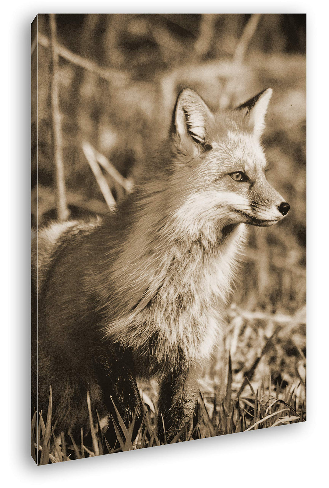 deyoli edler Fuchs Format: 80x60 Effekt: Sepia als Leinwandbild, Motiv fertig gerahmt auf Echtholzra
