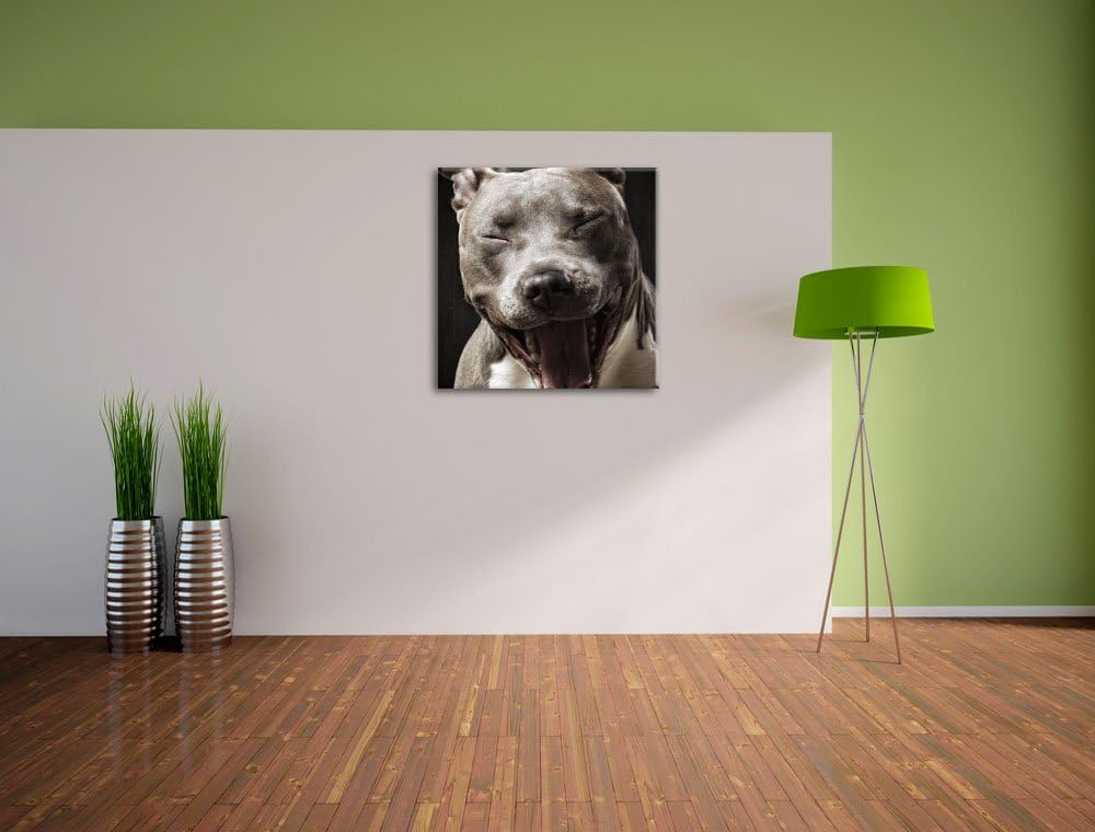 Lachender Pitbull, Format: 70x70 auf Leinwand, XXL riesige Bilder fertig gerahmt mit Keilrahmen, Kun