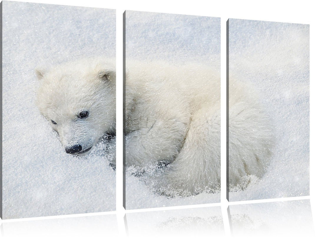Pixxprint Eisbär im Schnee als Leinwandbild | Grösse: 3 Teilig (120x80) | Wandbild| Kunstdruck | fer