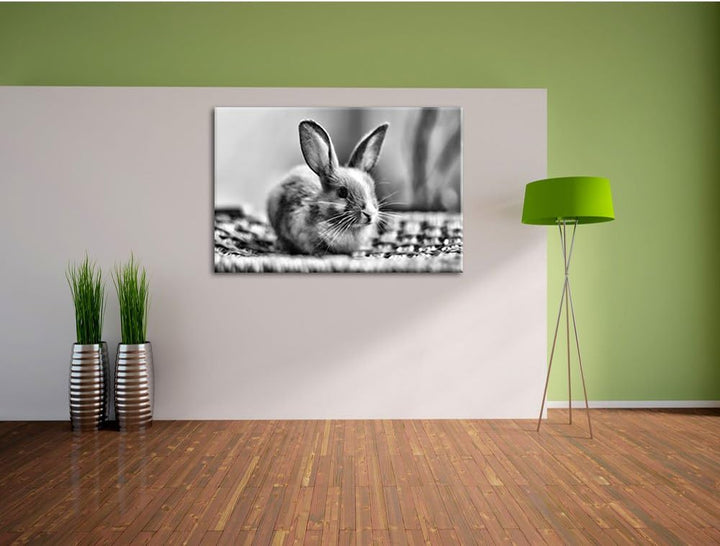Pixxprint Monocrome, Süsses Kaninchen, Format: 100x70 auf Leinwand, 100x70