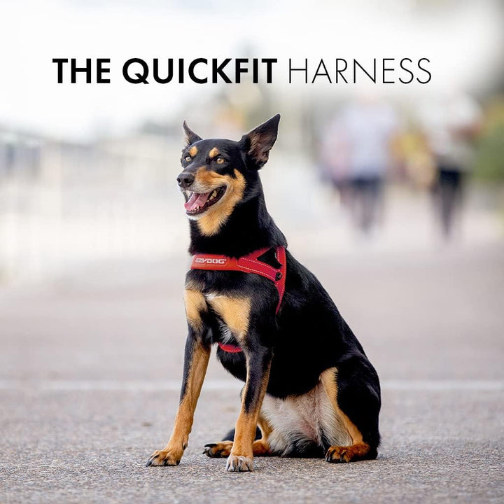 EzyDog 5708214206069 Quick Fit Geschirr Blaze, L, orange Orange L, Orange L