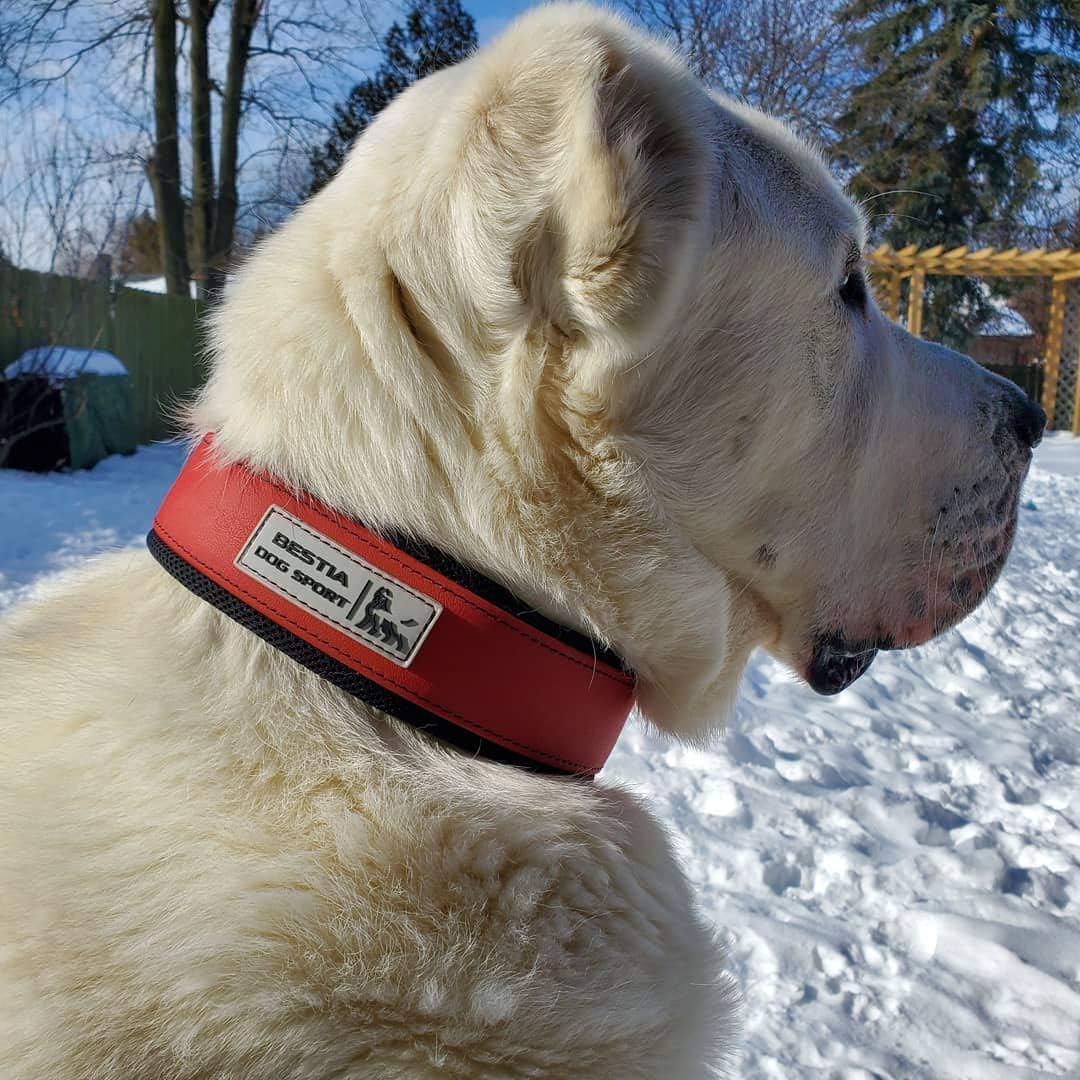 Bestia Dog Sport Halsband M - von 42,5 cm bis 52,5 cm, M - von 42,5 cm bis 52,5 cm