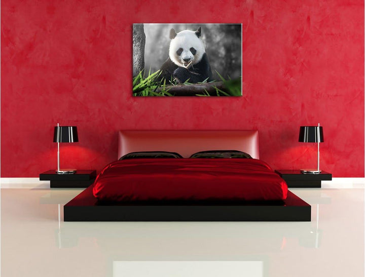 Pixxprint Niedlicher Panda isst Bambus / 100x70cm Leinwandbild bespannt auf Holzrahmen/Wandbild Kuns