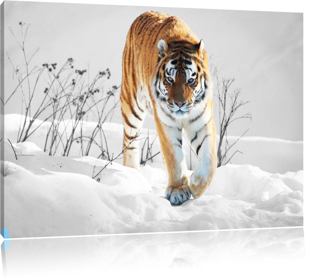 Grosser wilder Tiger im Schnee schwarz/weiss Format: 100x70 auf Leinwand, XXL riesige Bilder fertig