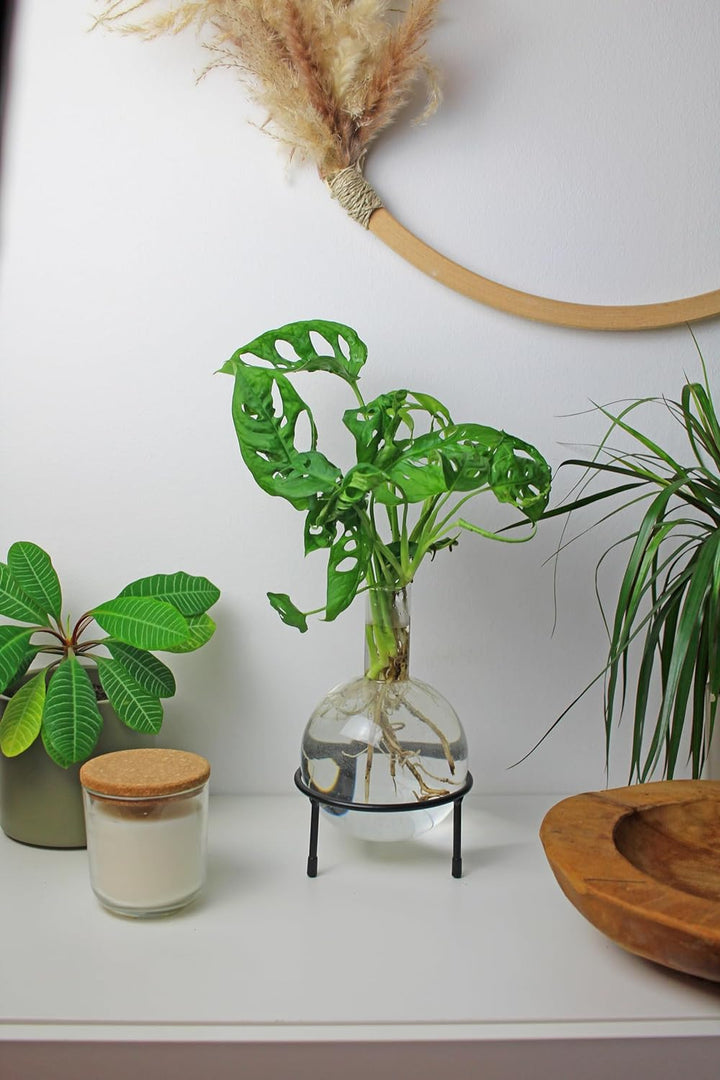 Winkee - Hydrovase Flora 1,5 L | Blumenvase mit Metall-Ständer | Table Planter | Moderne Deko | Glas