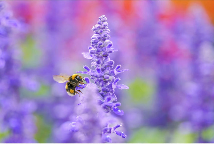 Sigma 105 mm F2.8 DG DN Makro Art (L-Mount)